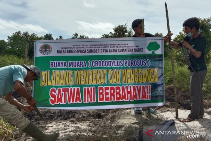 Buaya muara bertelur di kebun sawit milik warga
