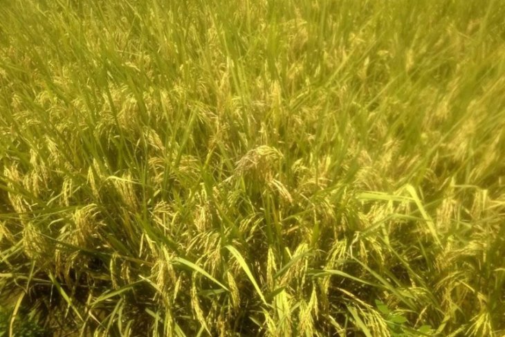 Petani Lebak optimalkan produktivitas tanaman di tengah pandemi