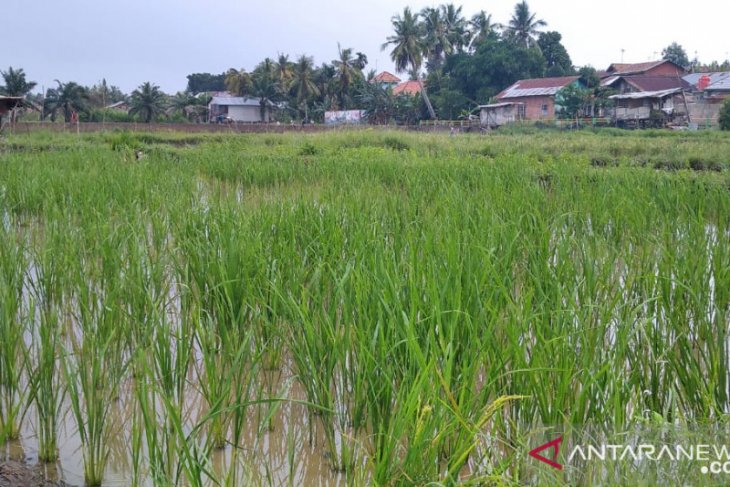 Pemerintah Kota Jambi mendorong petani produksi bibit tanaman unggul