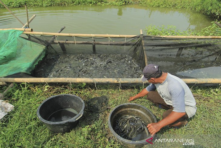 Target produktivitas perikanan budidaya 