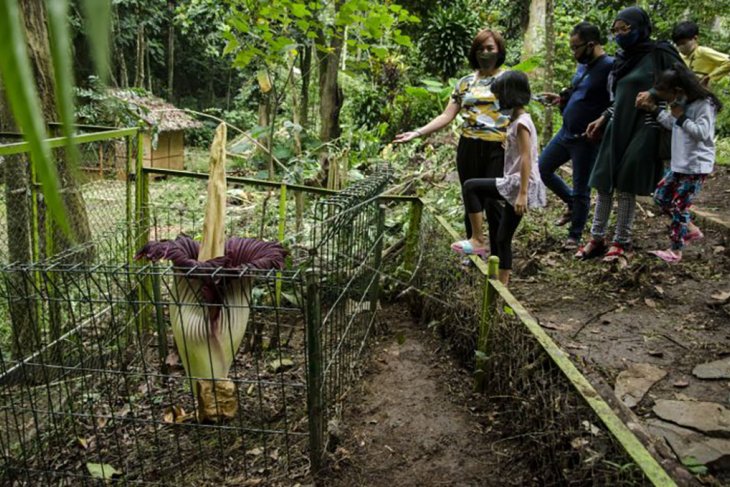 Bunga bangkai raksasa mekar di Bandung