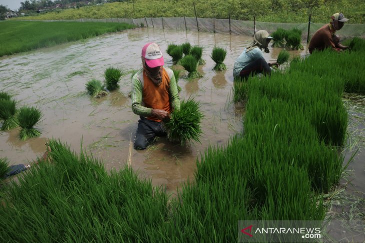 Upah Buruh Pencabut Bibit Padi