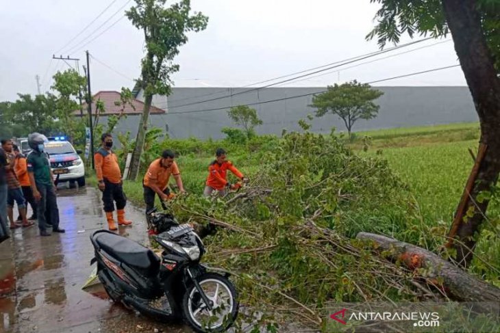 Pengendara sepeda motor tewas tertimpa pohon tumbang
