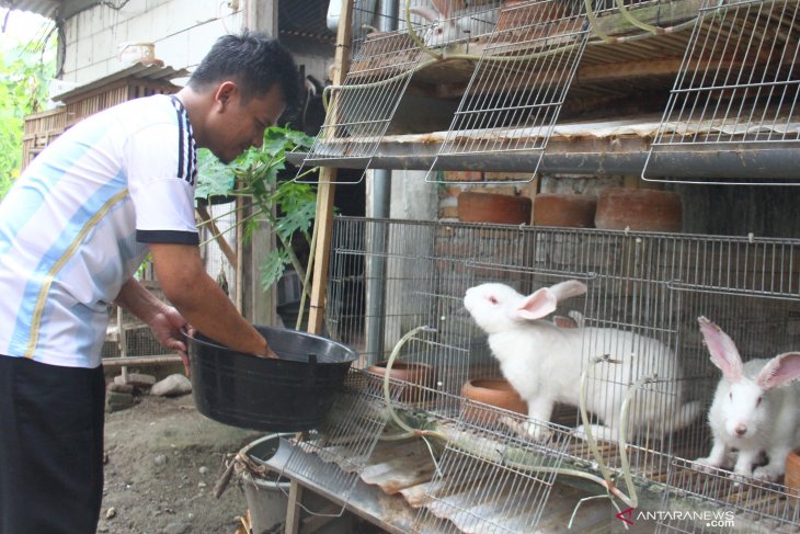 Jamu Tradisional untuk Kelinci