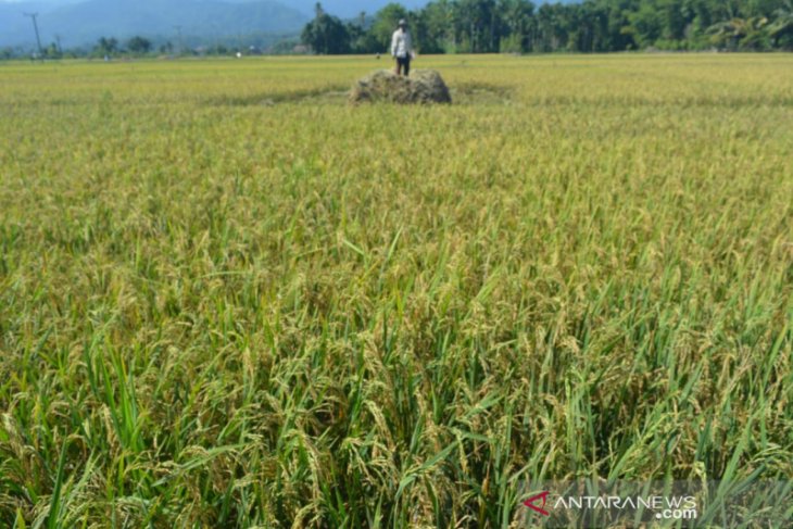 Ini harga gabah di Aceh Barat Daya di musim panen