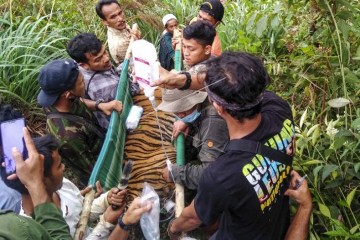 BKSDA: Kondisi anak harimau terjerat di Aceh makin membaik