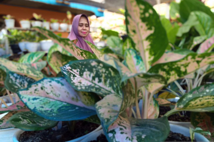 Penjual tanaman hias keluhkan mulai sepi pembeli