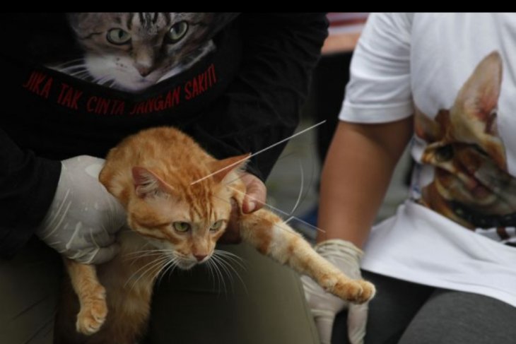 Aksi protes penyembelihan kucing