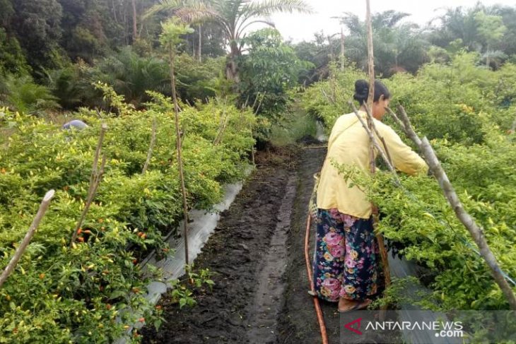 Harga cabai di tingkat petani Babel