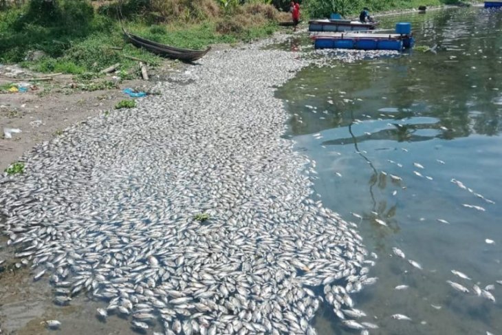 Ikan mati di Danau Maninjau capai 15 ton