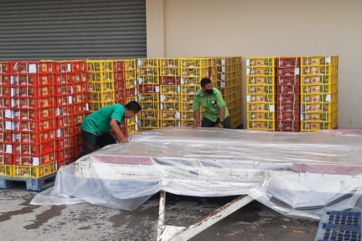 Balai Karantina Padang sertifikasi manggis ekspor senilai Rp32,88 miliar