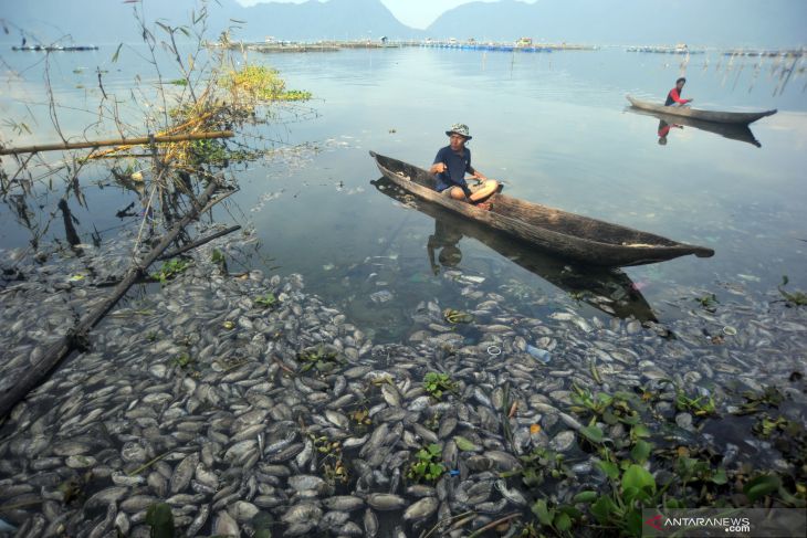 Kematian massal ikan timbulkan polusi udara di Danau Maninjau