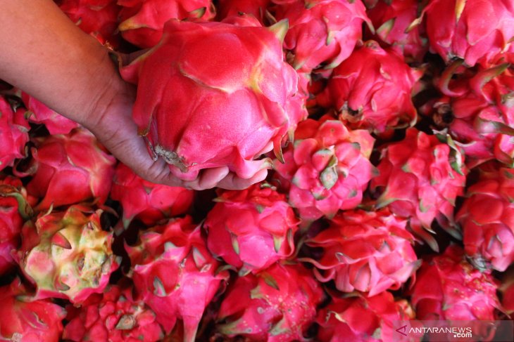 Penjualan Buah Naga Jelang Imlek