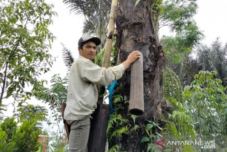Tanaman aren varietas Semulen unggulan Rejang Lebong