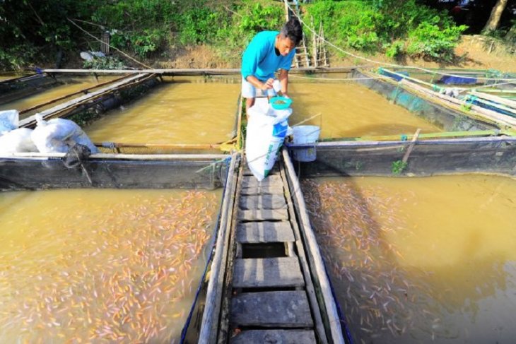 Budidaya ikan sungai batanghari