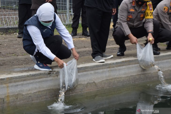 Gubernur Khofifah Tinjau Kampung Tangguh Semeru