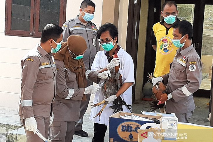 Bea cukai musnahkan puluhan ekor ayam selundupan