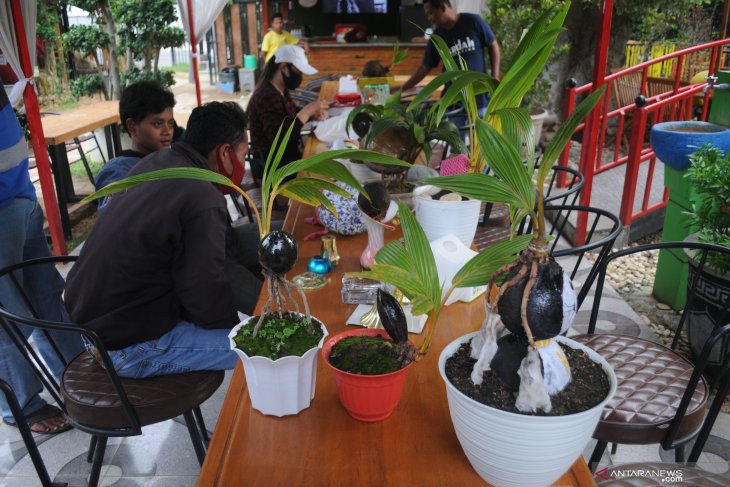 Komunitas Bonsai Kelapa