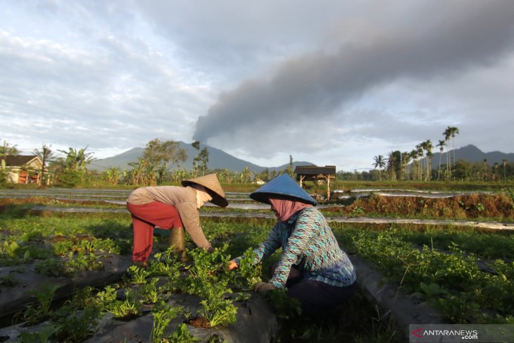 Pertanian Terdampak Erupsi Gunung Raung