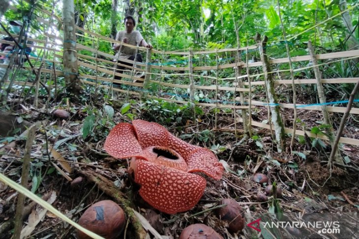 Bunga Rafflesia Arnoldii mekar di Selupu Rejang