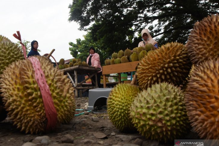 Pedagang Musiman Durian di Madiun