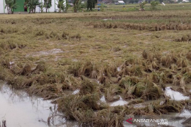 168 hektare areal tanam padi di Kalbar puso akibat banjir