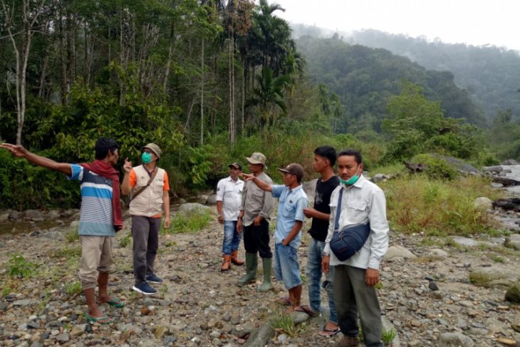 Dua ekor harimau sumatera masuk perkampungan warga