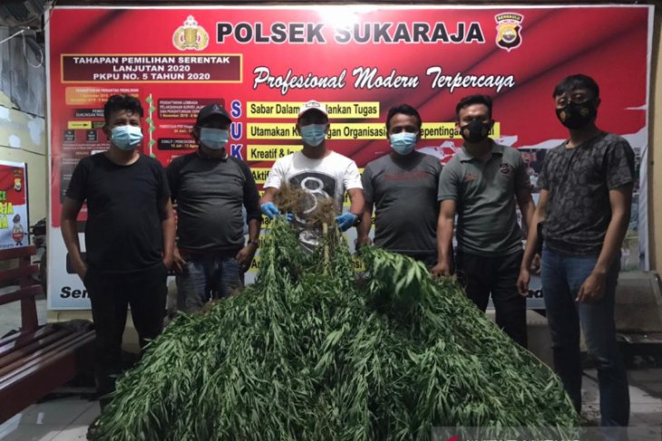 Ladang ganja berkedok kebun kopi terungkap, pemiliknya kabur