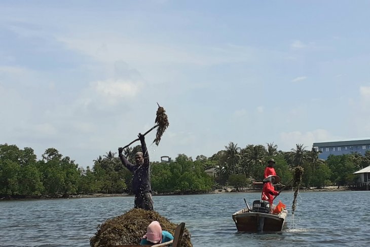 A sneak peek into rengkam paradise Amat Belanda Island