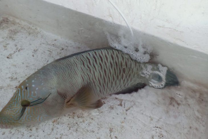 Ikan langka jenis napoleon hasil tangkapan ilegal berhasil diselamatkan