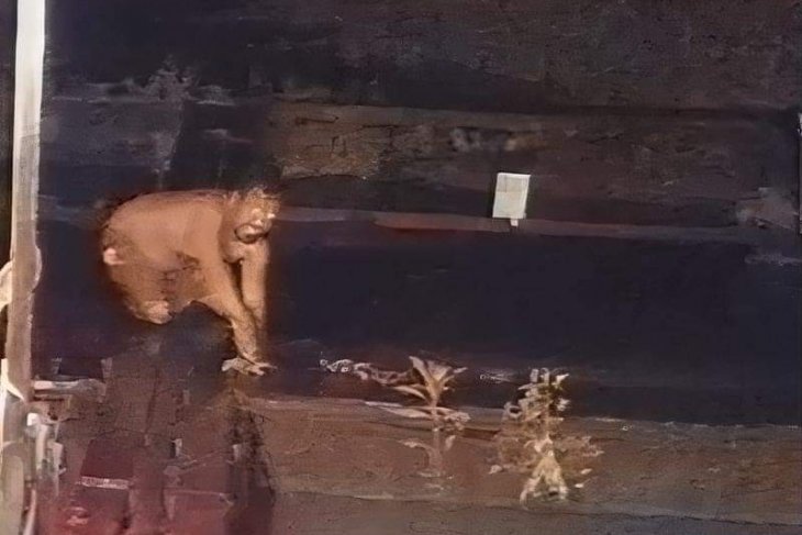 Polsek Rasau Jaya tangkap pencuri satu ton ikan patin