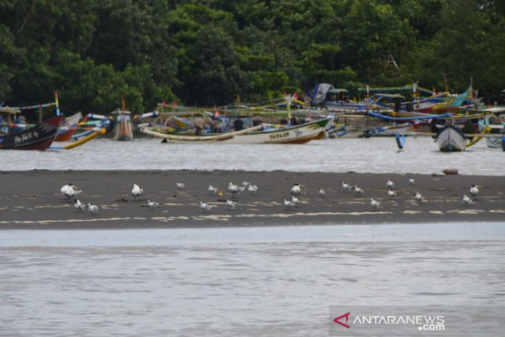 Universitas Jember berpartisipasi dalam Asian Waterbird Cencus Indonesia 2021