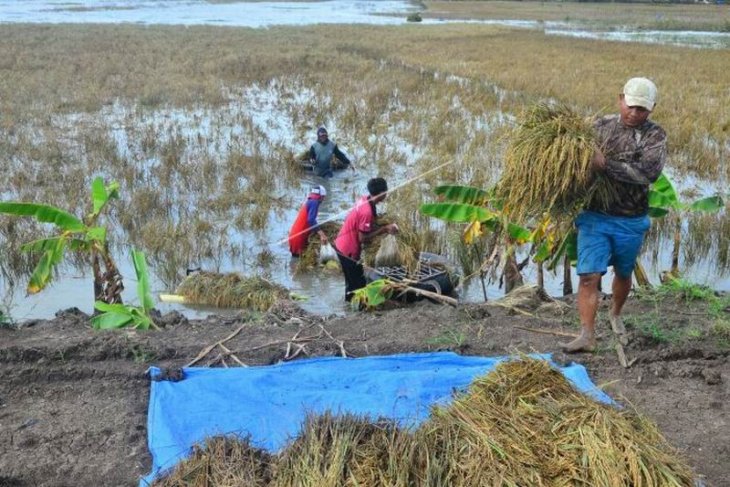 Tanaman padi terendam banjir