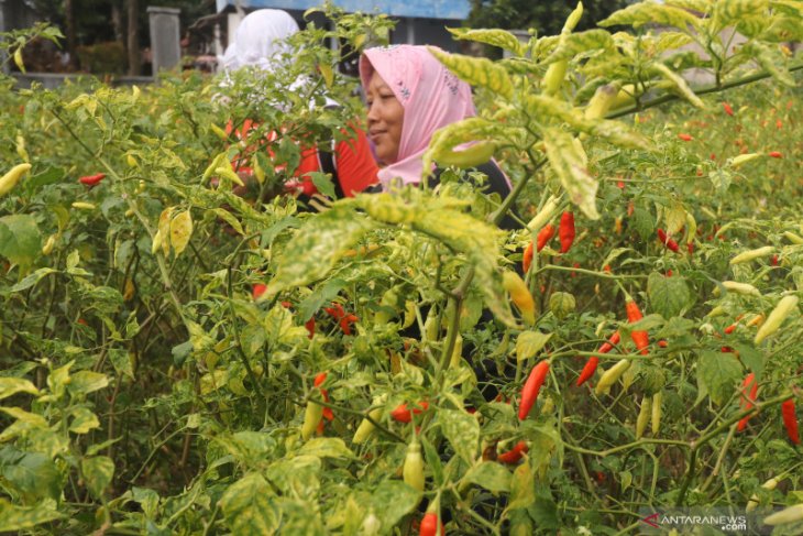 Harga Cabai Naik