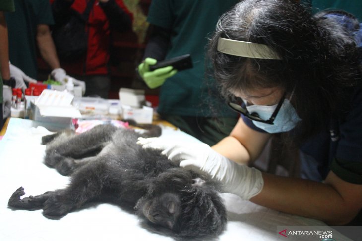 Pemeriksaan Kesehatan Lutung Jawa