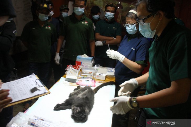 Pemeriksaan Kesehatan Lutung Jawa