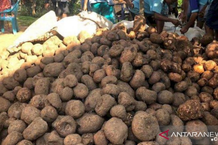 Balangan's porang penetrates international market