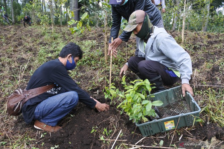 Tanam Bibit Pohon di Ijen