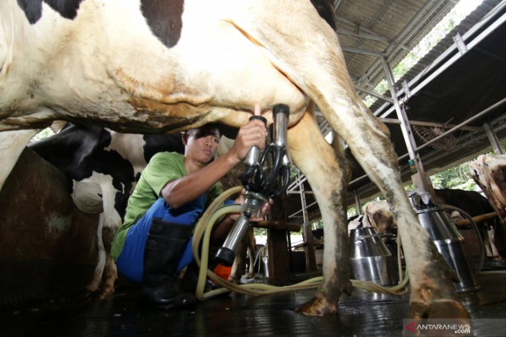 Produksi Susu Sapi di Banyuwangi