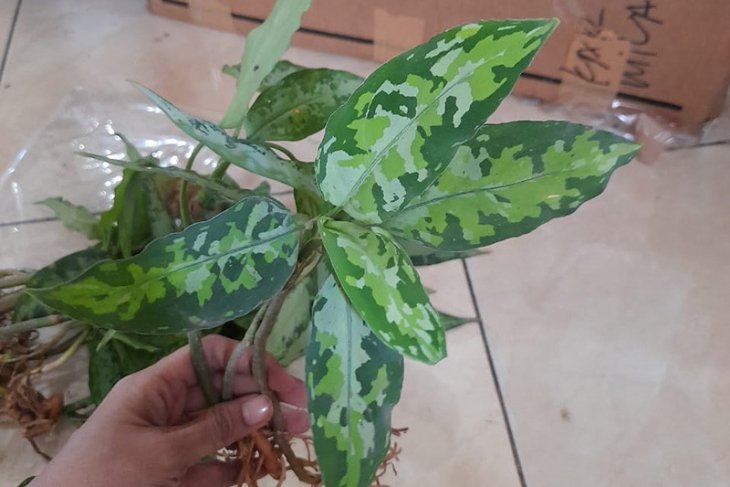 Perusahaan bunga di Aceh ekspor aglaonema ke Jepang