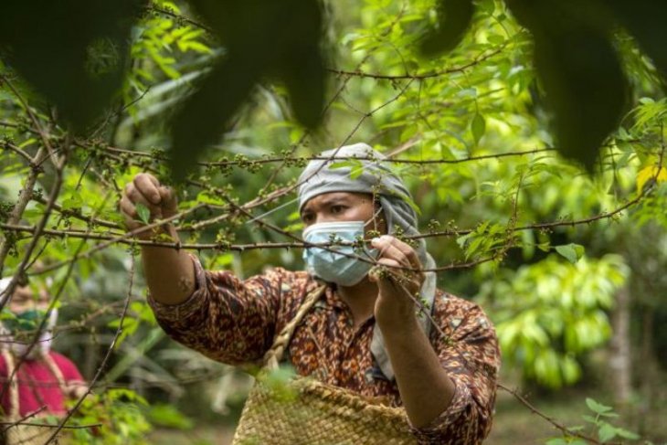 Andaliman, rempah eksotik dari Tanah Batak