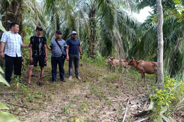 Pelaku pencurian empat ekor lembu betina ditangkap Polsek Besitang