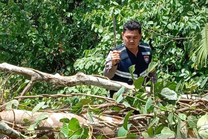 Polisi singkirkan pohon tumbang di Jalinsum Mukomuko