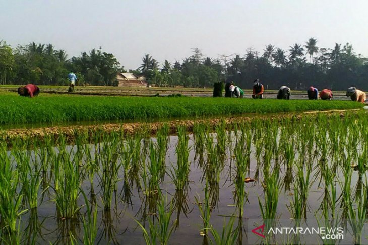 Karawang akan mengajukan bantuan ke pemerintah untuk sawah yang terendam banjir