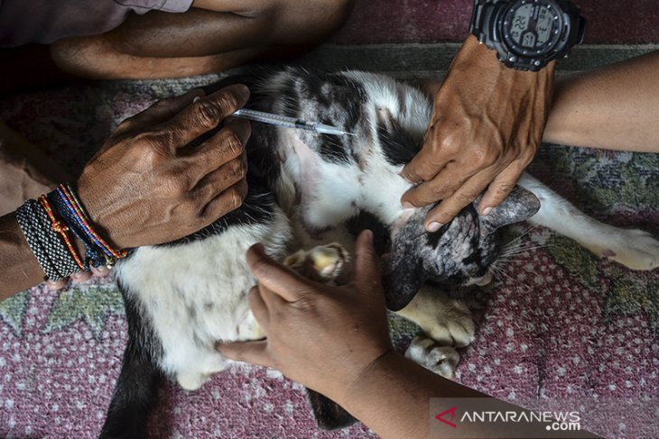 Penampungan kucing liar 