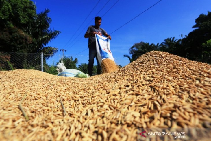 DPRA minta Bulog atasi anjloknya harga gabah petani