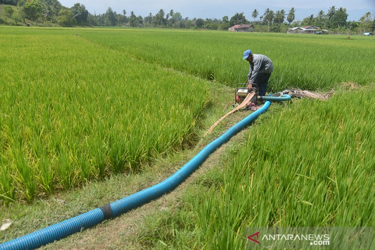 Petani Distribusikan Air Sungai ke Sawah