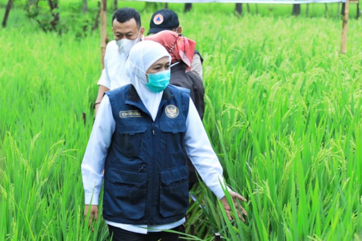 Disaksikan Gubernur Khofifah, Bupati Ponorogo luncurkan varietas bibit padi unggul KIP
