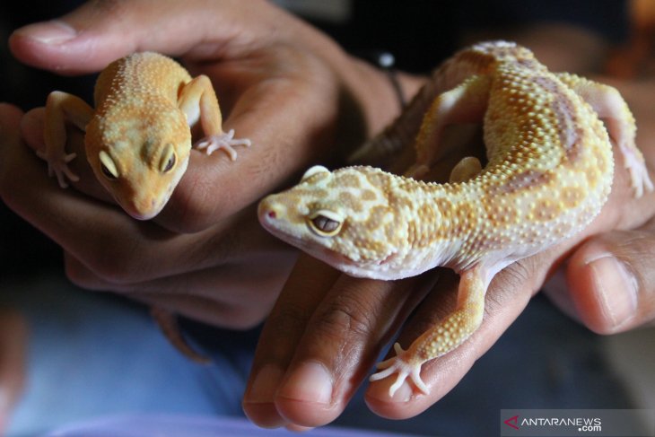 WIRAUSAHAWAN GECKO MANFAATKAN PEMASARAN DIGITAL