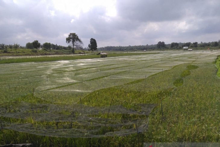 Petani jambi peroleh bantuan benih padi untuk realisasikan target musim tanam pertama